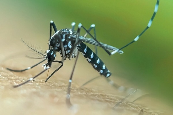 Asiatische Tigerm&uuml;cke