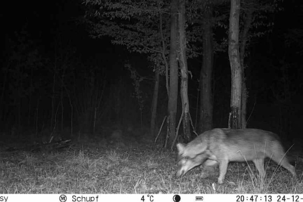 Zweiter best&auml;tigter Wolfsnachweis im Landkreis Emmendingen