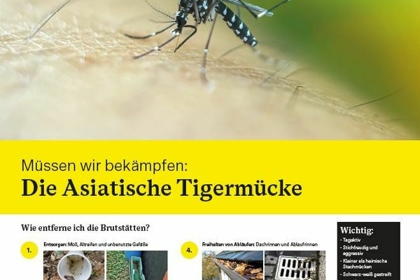 Asiatische Tigermcke Informationsmaterial